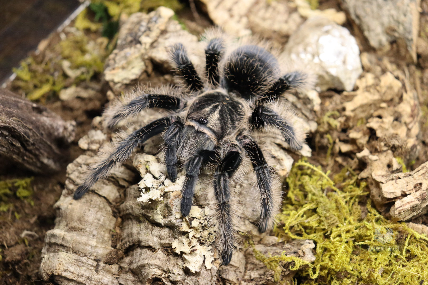 Tliltocatl Albopilosus (Curly Hair Tarantula) FREE ON ORDERS OVER
