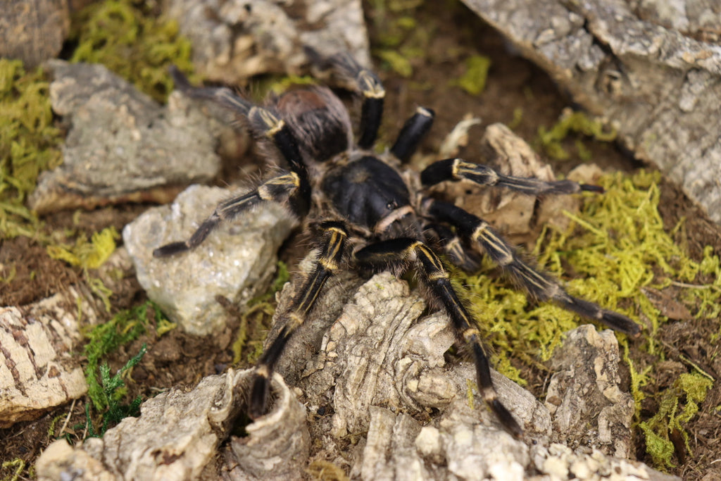 Grammostola Pulchripes (Chaco Golden Knee Tarantula)