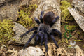 Lasiocyano Sazimai (Brazilian Blue Tarantula)