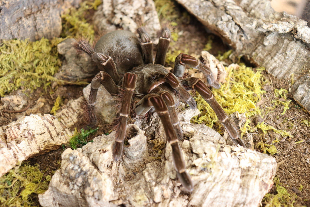 Theraphosa Stirmi (Goliath Bird-Eater Tarantula)