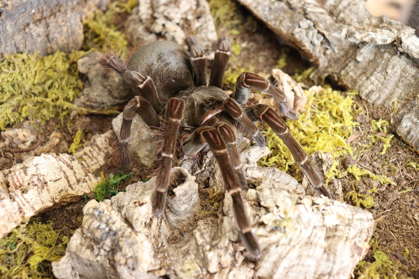 Theraphosa Stirmi (Goliath Bird-Eater Tarantula)