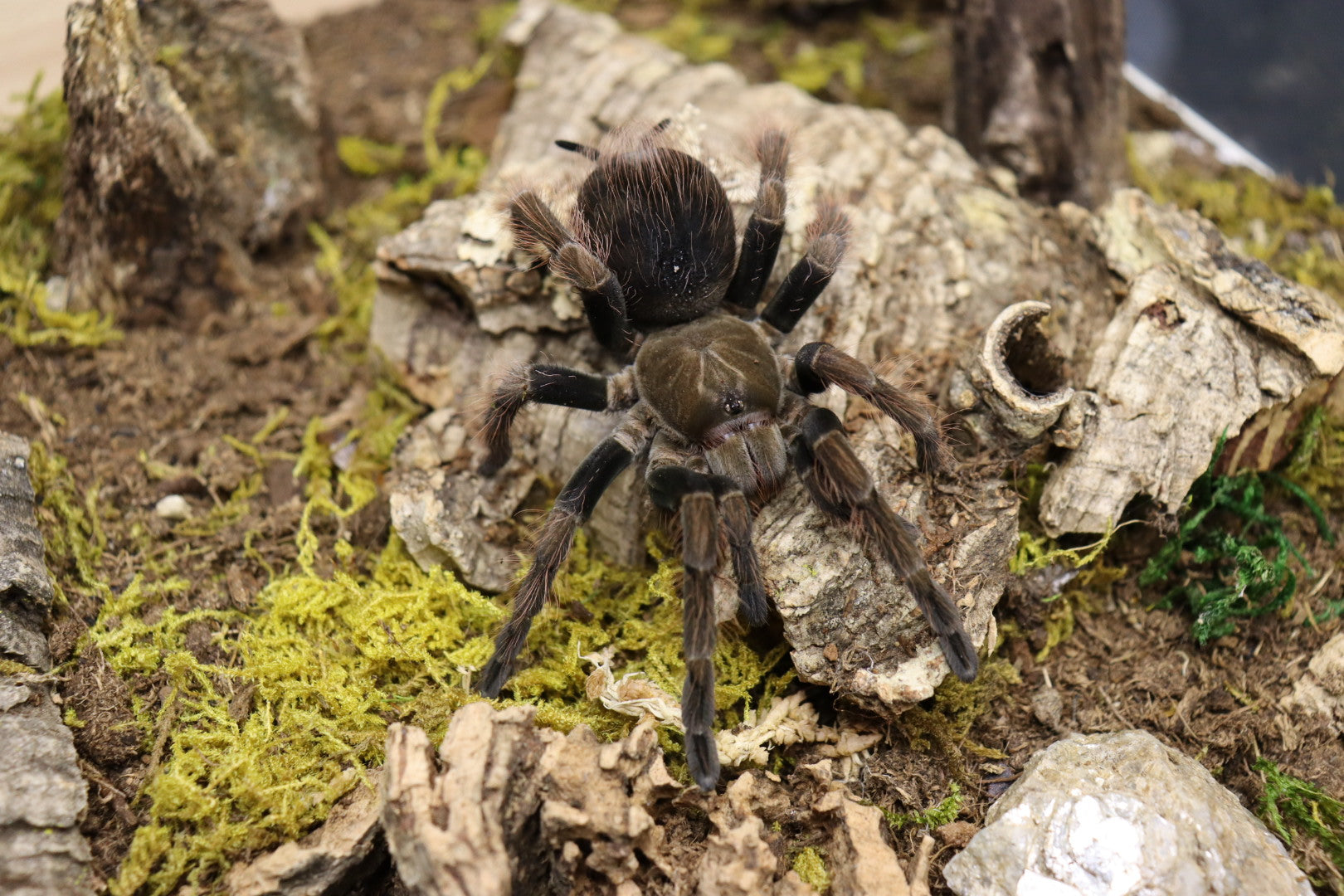 Pamphobeteus Mascara (Mascara Giant Bird-Eater Tarantula)
