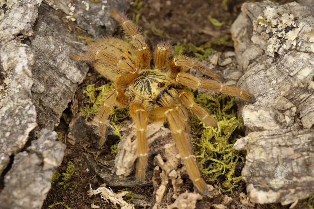 Pterinochilus Murinus (Orange Baboon Tarantula) FREE ON ORDERS OVER $100