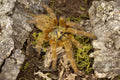 Pterinochilus Murinus (Orange Baboon Tarantula) FREE ON ORDERS OVER $100