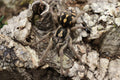 Hapalopus sp 'Colombia Small' (Munchkin Patch)