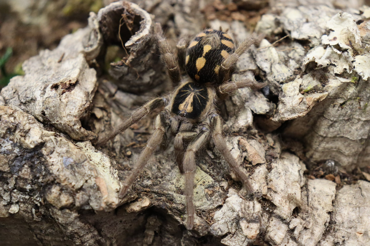 Hapalopus sp 'Colombia Small' (Munchkin Patch)