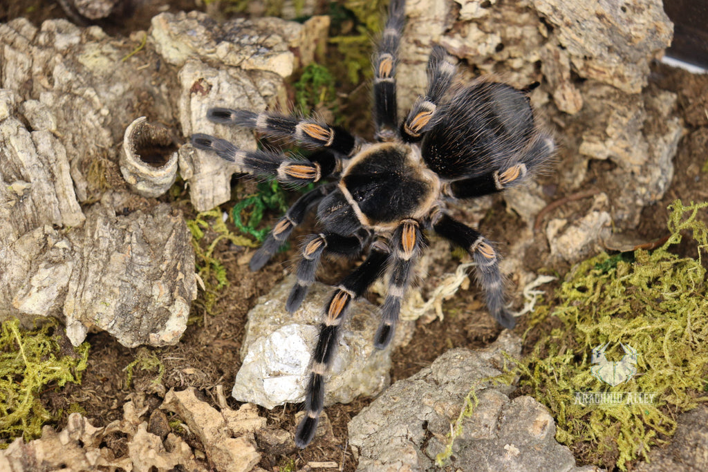Brachypelma Auratum (Mexican Flame Knee Tarantula)