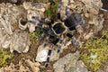 Brachypelma Auratum (Mexican Flame Knee Tarantula)