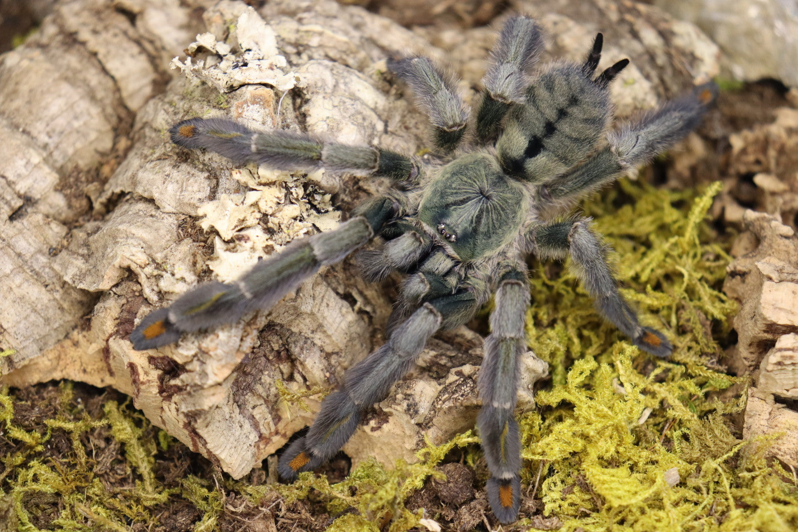 Psalmopeous Cambridgei (Trinidad Cheveron Tarantula)