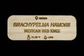 Brachypelma Hamorii Tarantula Name Tag