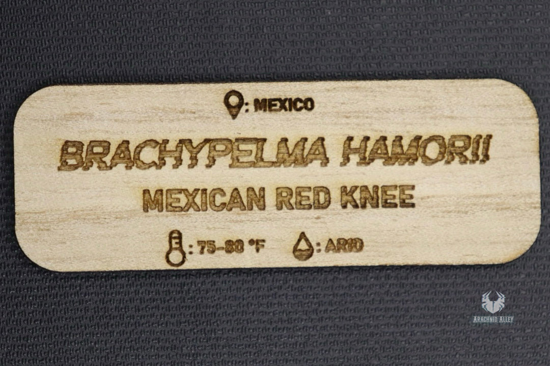 Brachypelma Hamorii Tarantula Name Tag