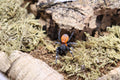 Eresus sp Balcanicus (Orange face Velvet Spider)