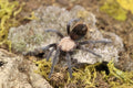 Brachypelma Albiceps (Mexican Golden Red Rump Tarantula)