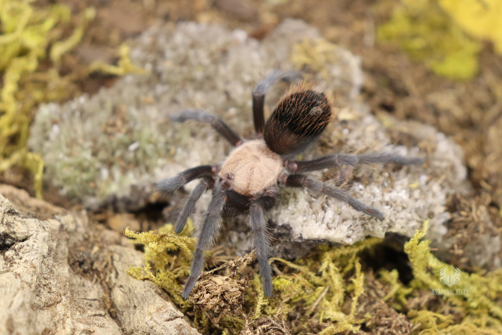 Brachypelma Albiceps (Mexican Golden Red Rump Tarantula)