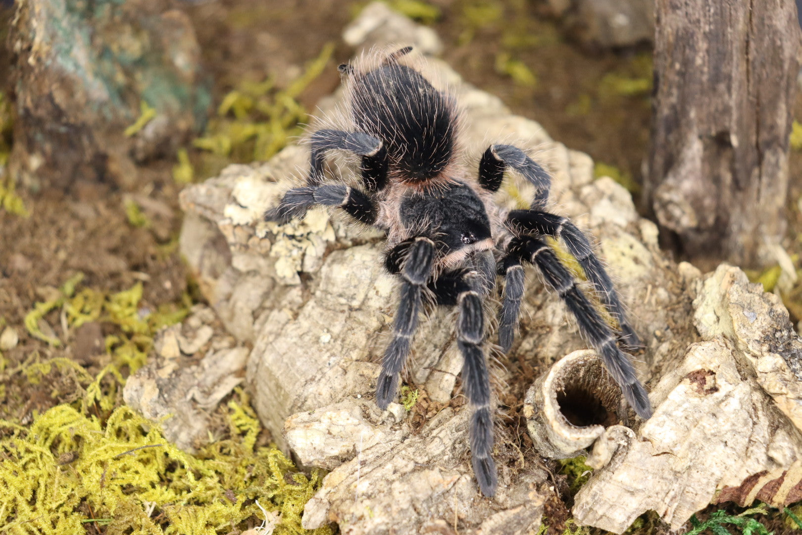 Lasiodora Parahybana (Salmon Pink Birdeater Tarantula)