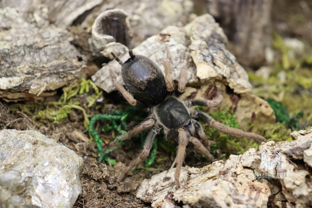 Kochiana Brunnipes (Dwarf Pink Leg Tarantula)