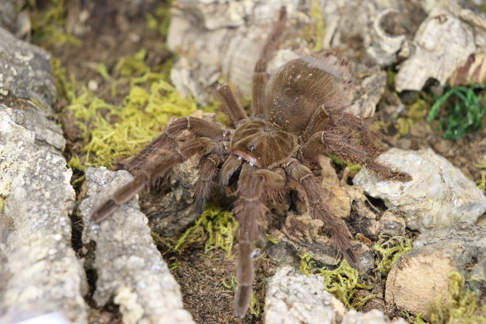 Theraphosa Blondi (Goliath Birdeater)