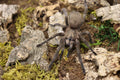 Chaetopelma Olivaceum (Black Furry Tarantula)