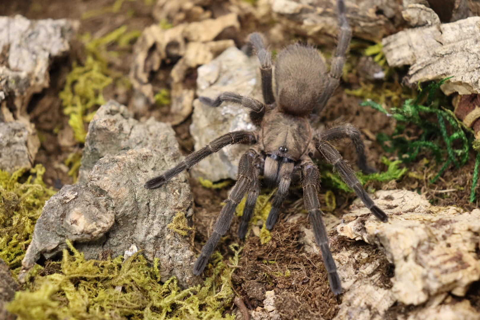 Chaetopelma Olivaceum (Black Furry Tarantula)