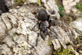 Brachypelma Auratum (Mexican Flame Knee Tarantula)