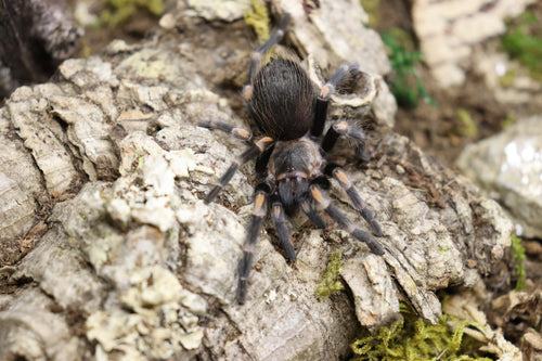 Brachypelma Auratum (Mexican Flame Knee Tarantula)