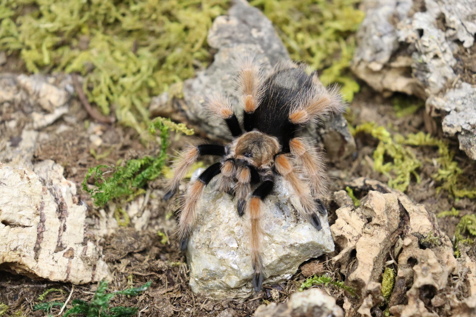 Brachypelma Boehmei (Mexican Fireleg Tarantula)