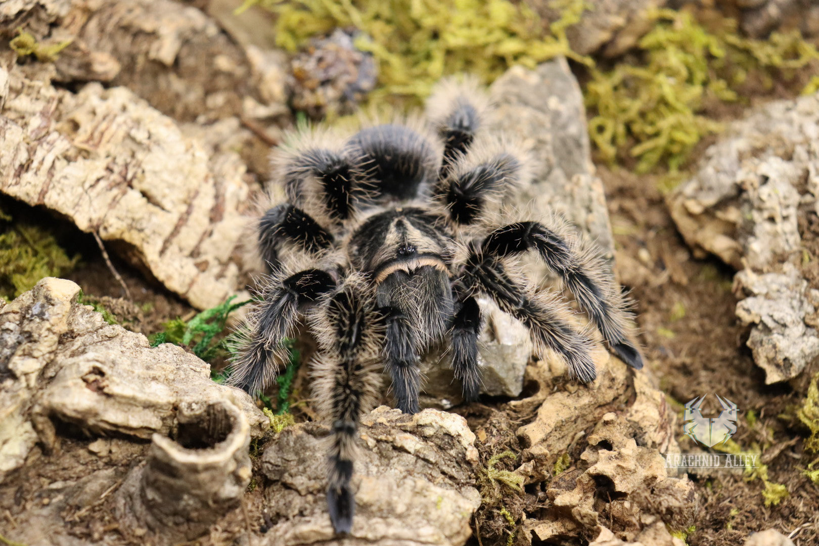 Tliltocatl Albopilosus (Curly Hair Tarantula)
