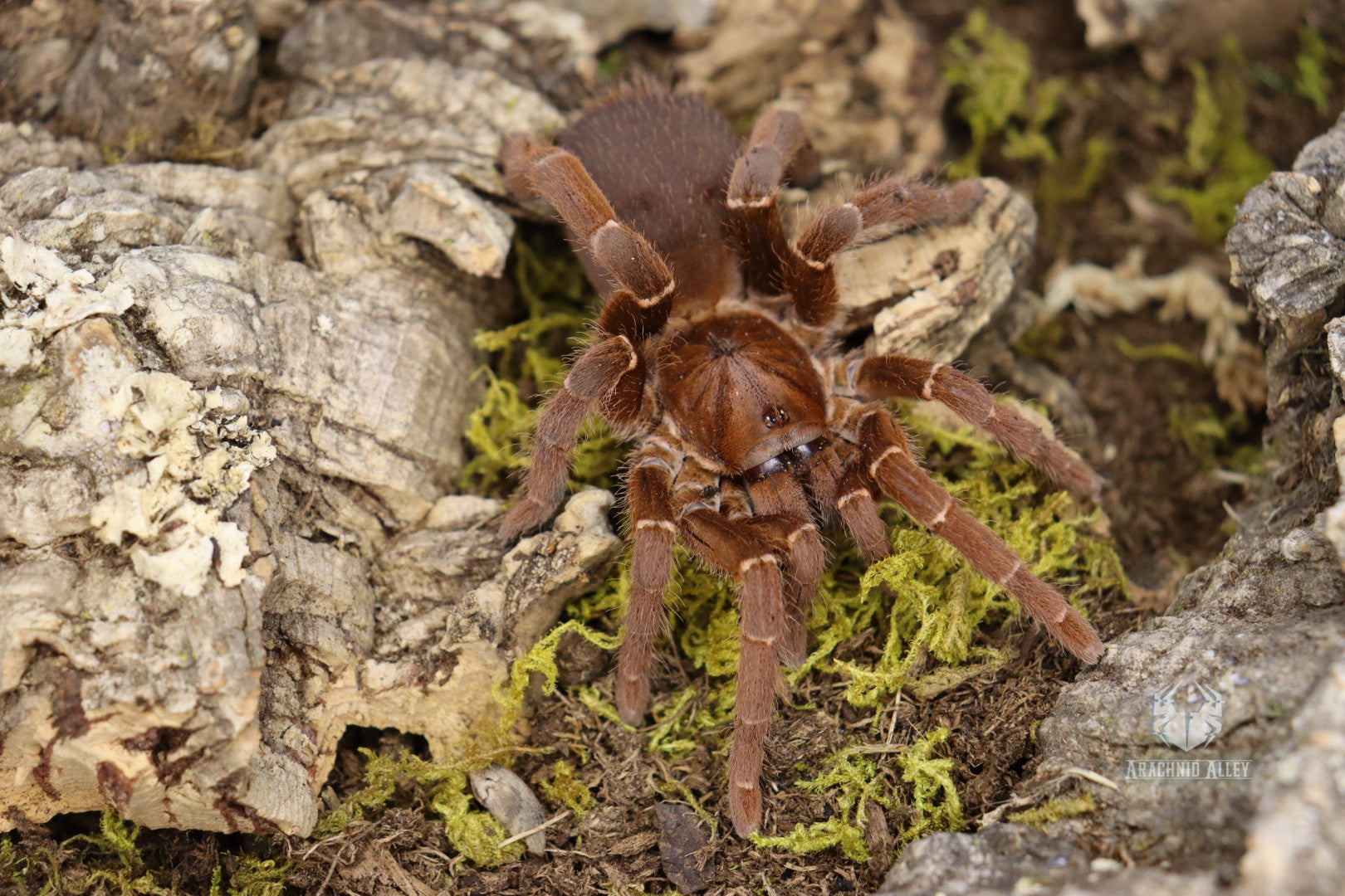 Pelinobius Muticus (King Baboon Tarantula)