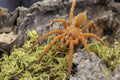 Orphnaecus Philippinus (Philippine Tangerine)