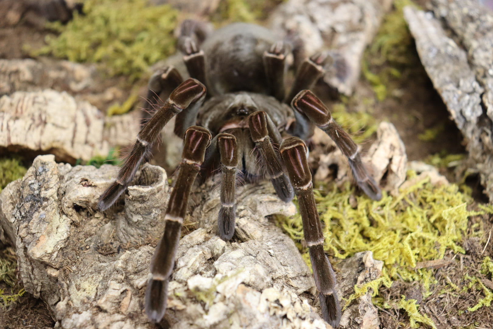 Theraphosa Stirmi (Goliath Bird-Eater Tarantula)