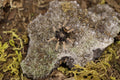 Chromatopelma Cyaneopubescens (Green Bottle Blue Tarantula)