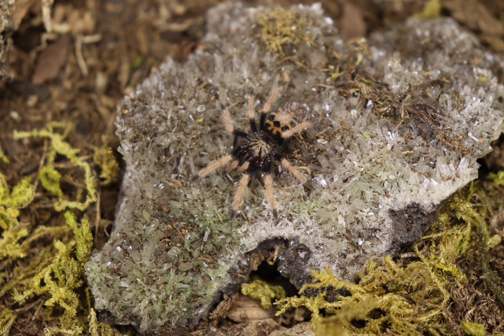 Chromatopelma Cyaneopubescens (Green Bottle Blue Tarantula)