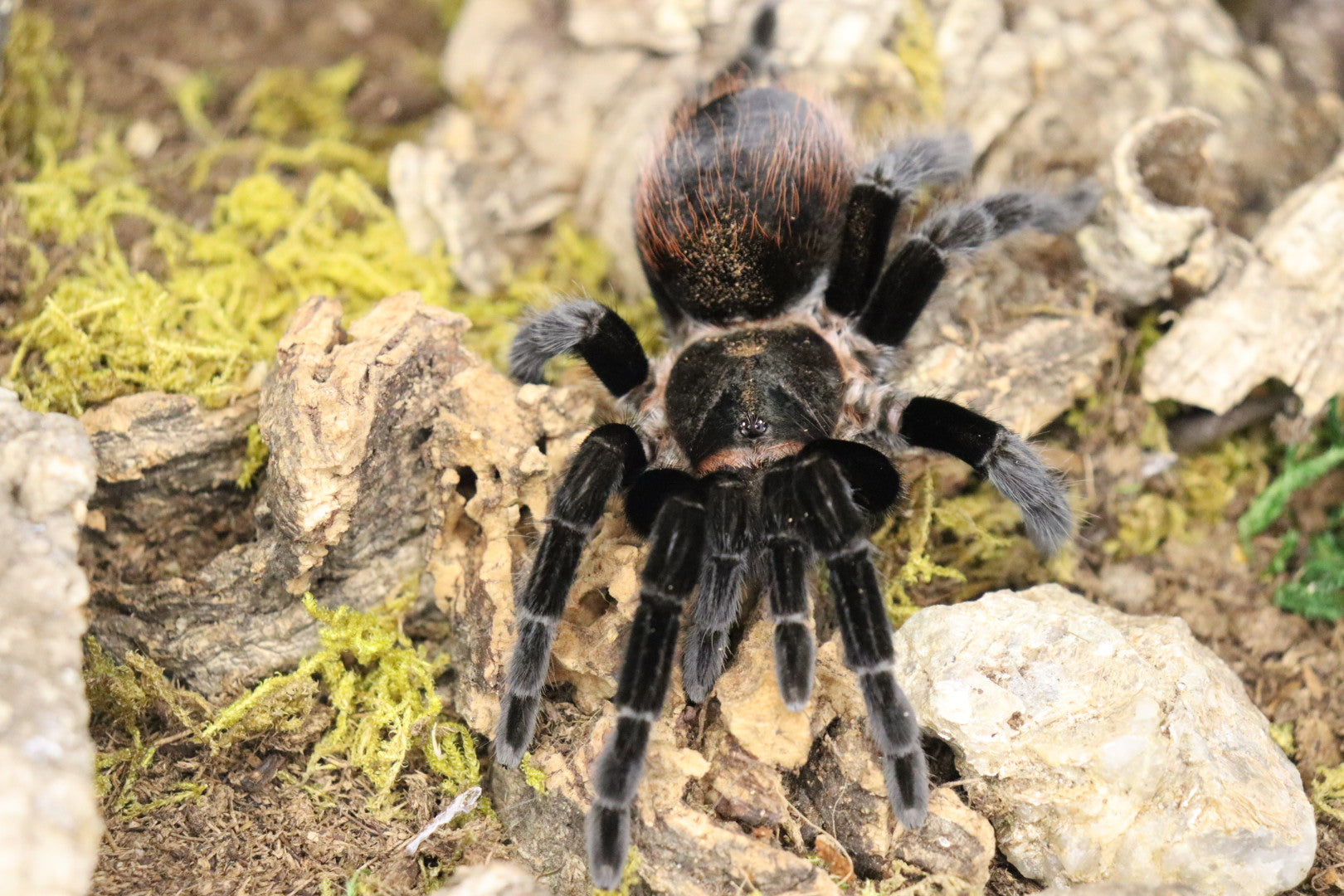 Tliltocatl Vagans (Mexican Red Rump Tarantula)
