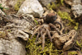 Aphonopelma sp 'Diamondback' (Desert Diamondback Tarantula)