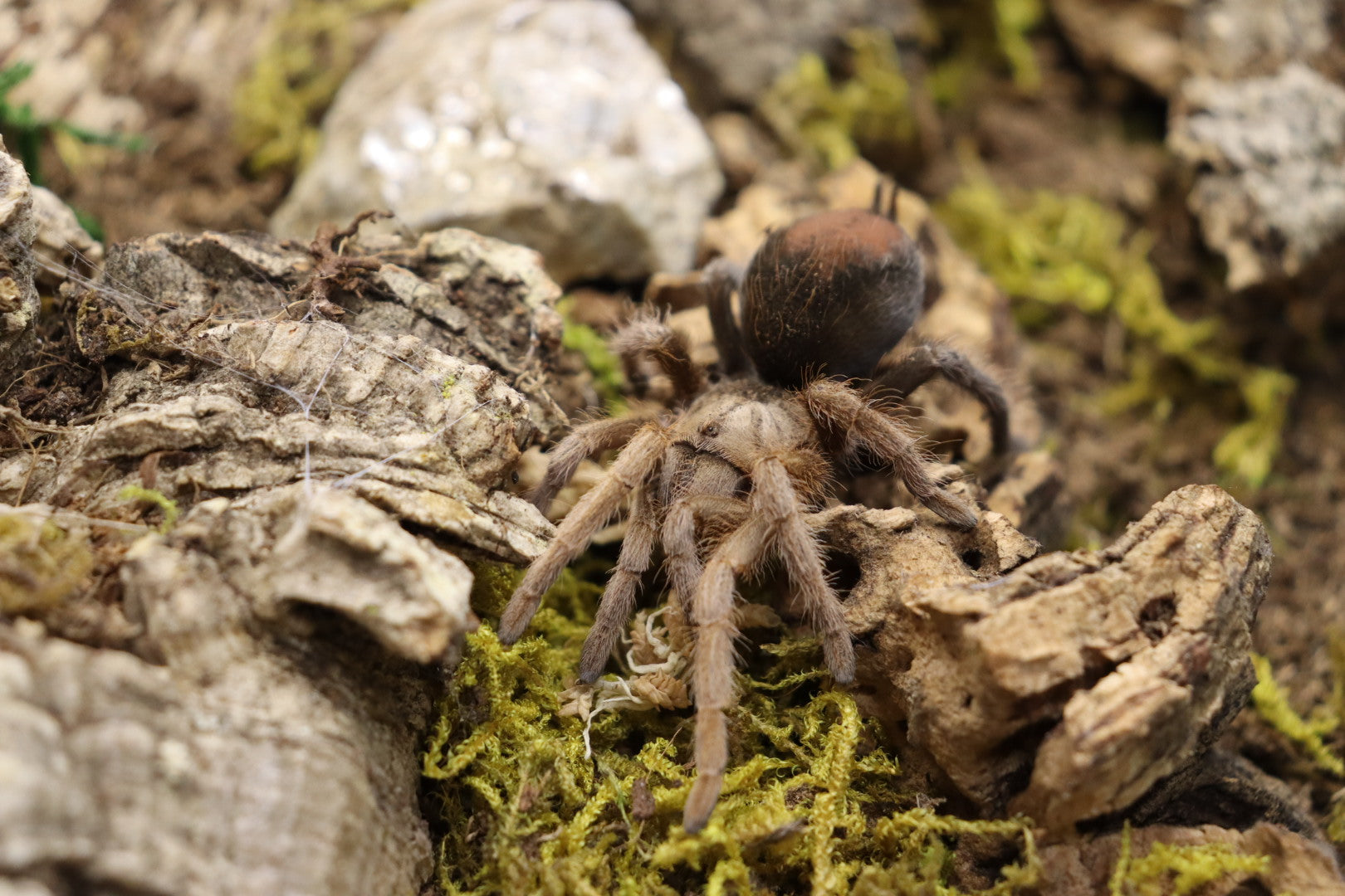 Aphonopelma sp 'Diamondback' (Desert Diamondback Tarantula)