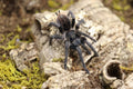 Phormictopus Atrichomatus (Red Island Bird-Eater Tarantula)