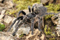 Ceratogyrus marshalli (Straight Horned Baboon)