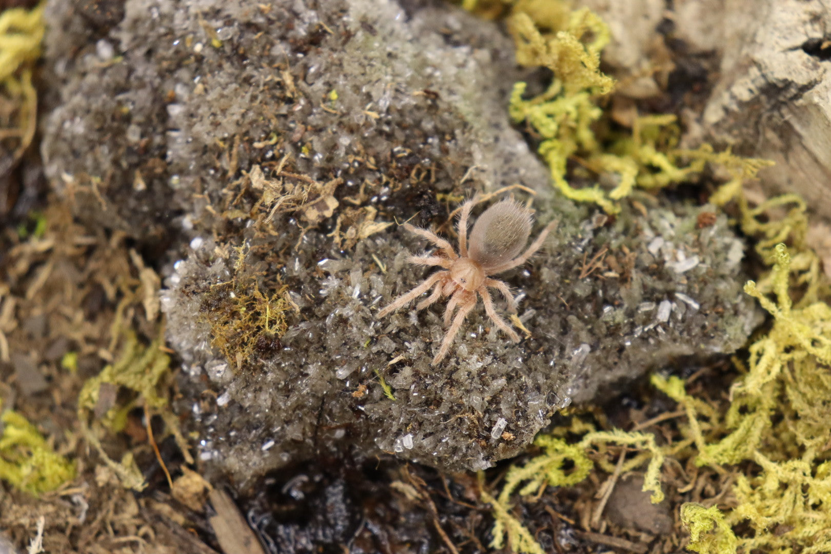 Grammostola Rosea NCF (Chilean Rose Hair Tarantula)