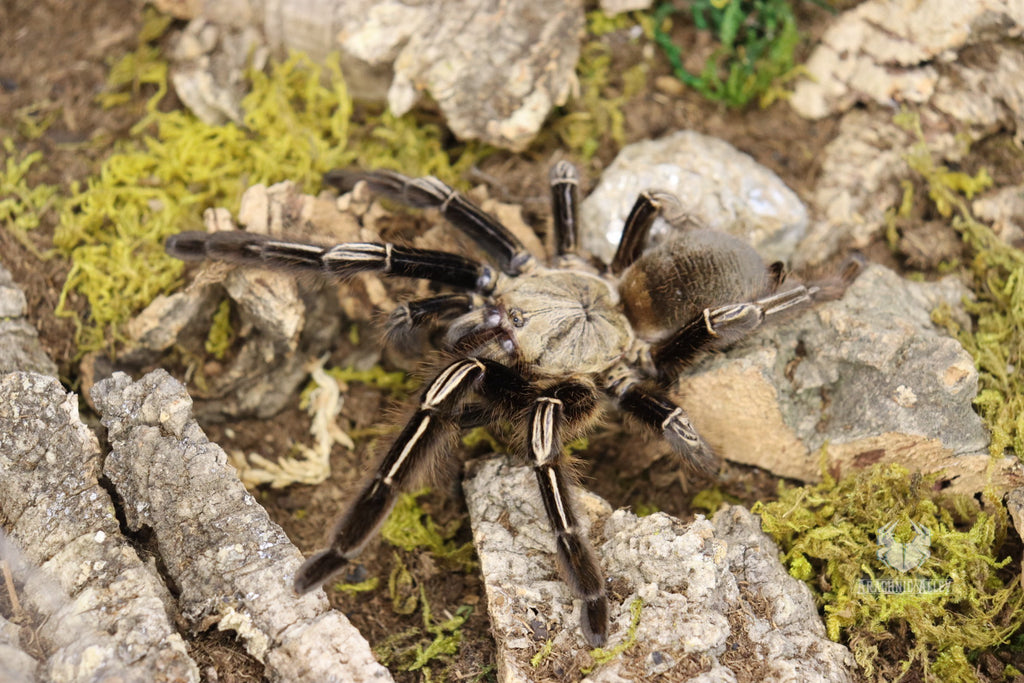 Ephebopus Murinus (Skeleton Leg Tarantula)