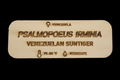 Psalmopeous Irminia Tarantula Name Tag