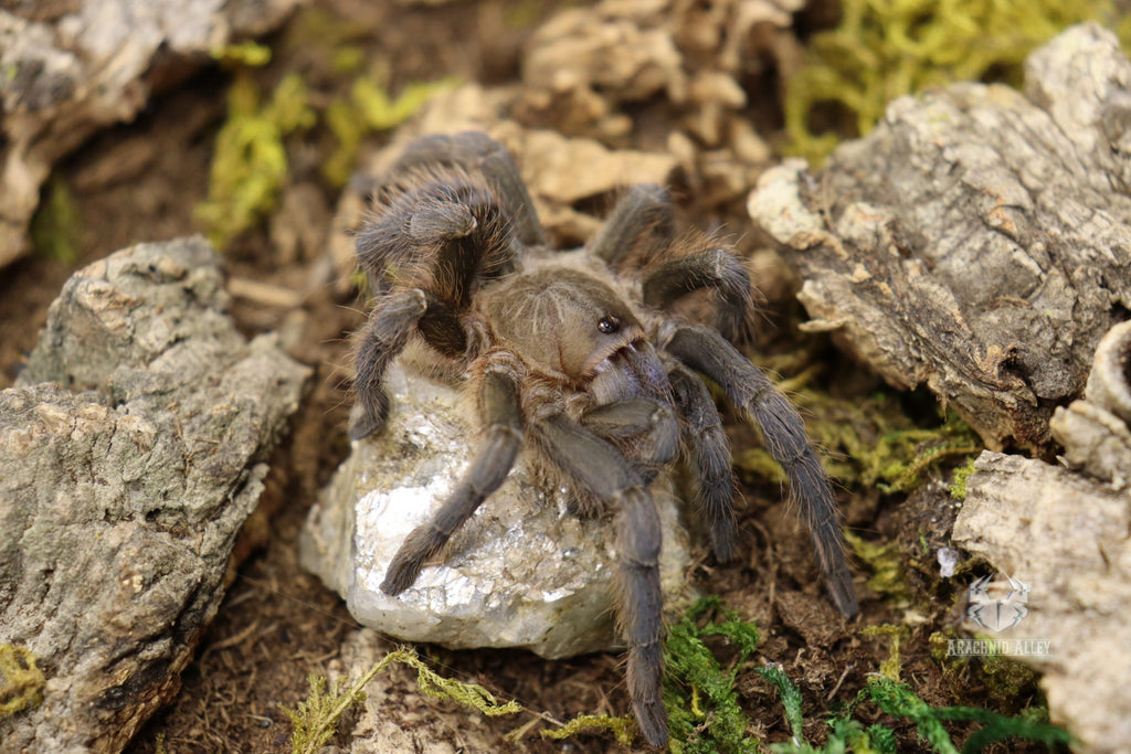 Aphonopelma Burica (Costa Rican Blue Front Tarantula)