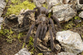 Selenocosmia Crassipes (Queensland Whistling Tarantula)