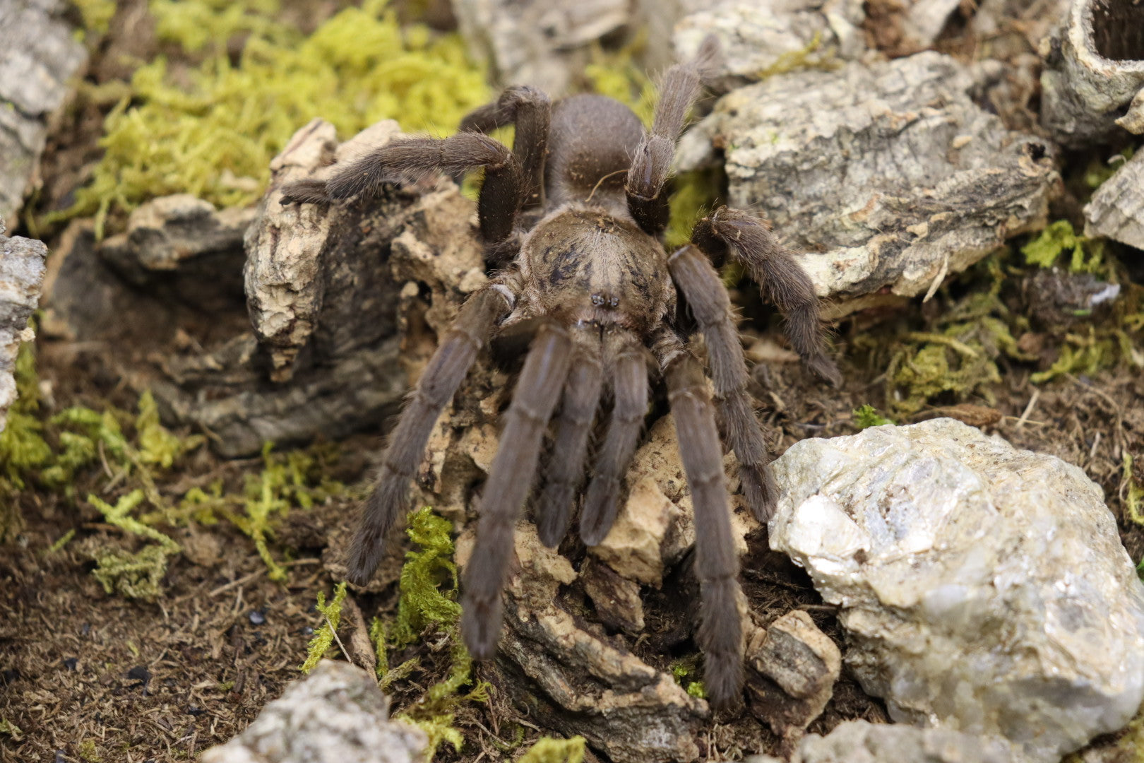 Selenocosmia Crassipes (Queensland Whistling Tarantula)