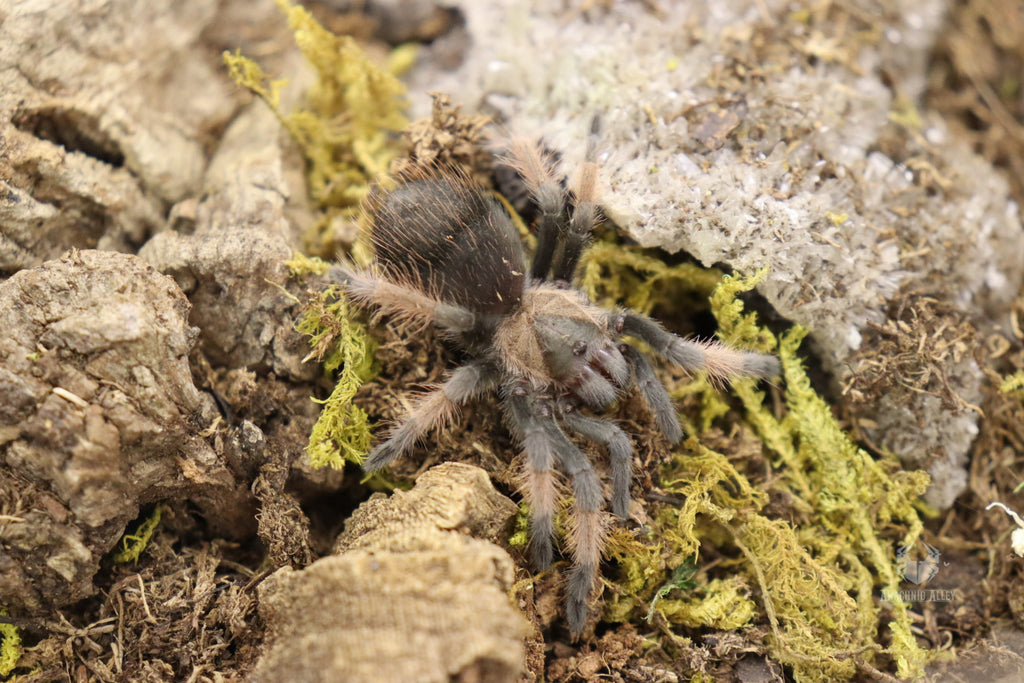 Brachypelma Emilia (Mexican Redleg Tarantula)