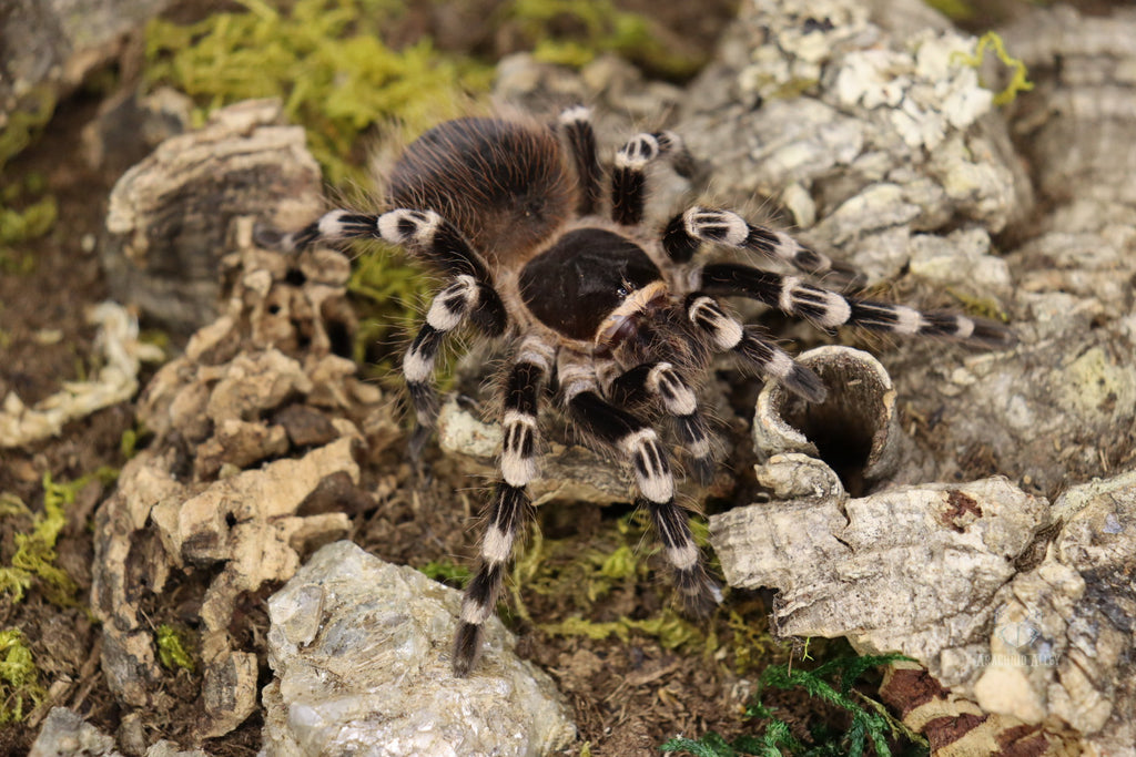 Acanthoscurria Geniculata (Brazilian White Knee Tarantula)