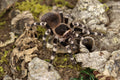 Acanthoscurria Geniculata (Brazilian White Knee Tarantula)