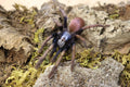 Cilantica Psychedelicus (LSD Earth Tiger Tarantula)