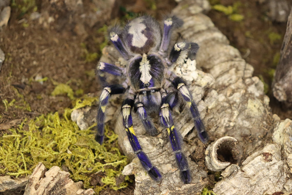 Poecilotheria Metallica (Gooty Saphire Ornamental Tarantula)