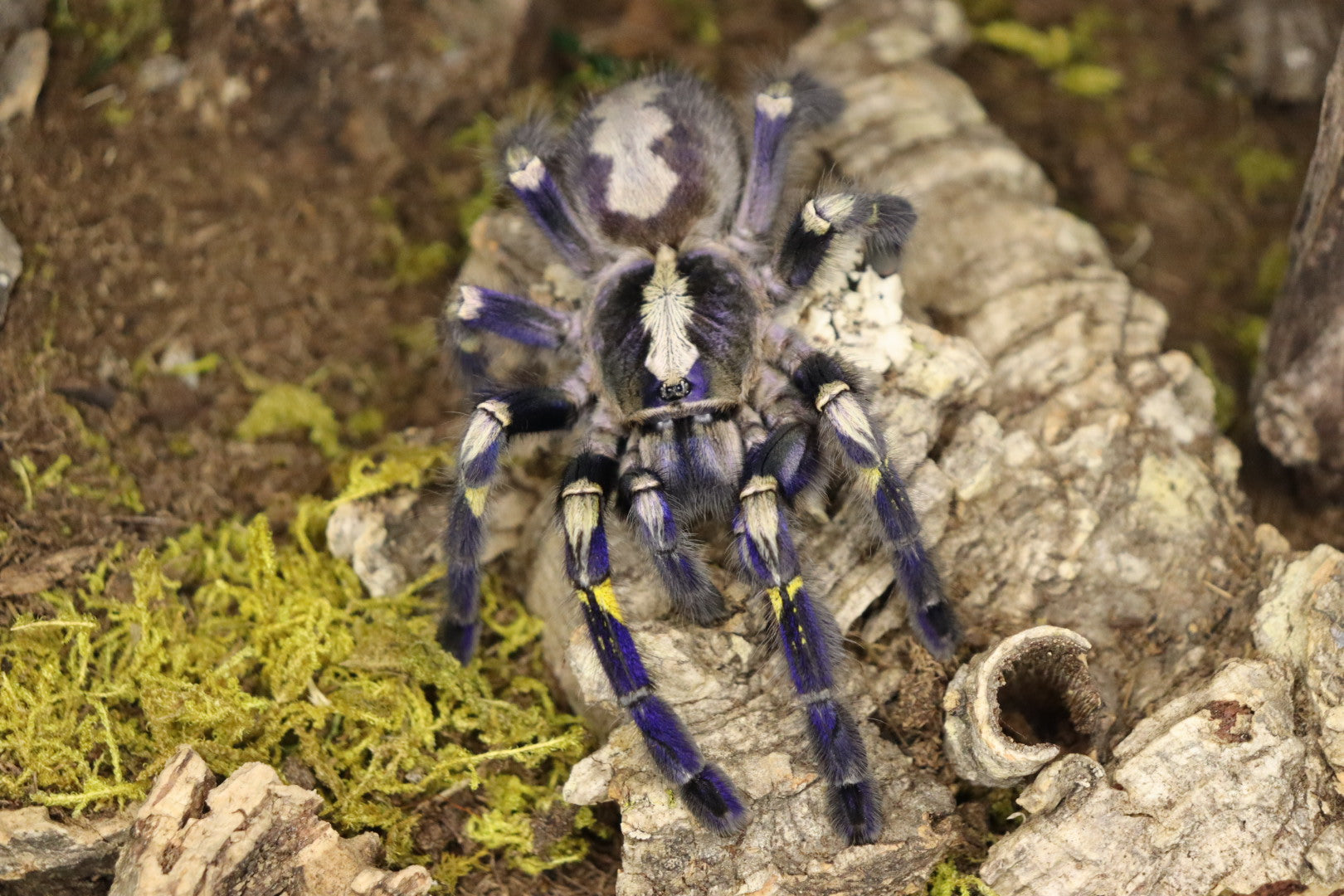 Poecilotheria Metallica (Gooty Saphire Ornamental Tarantula)