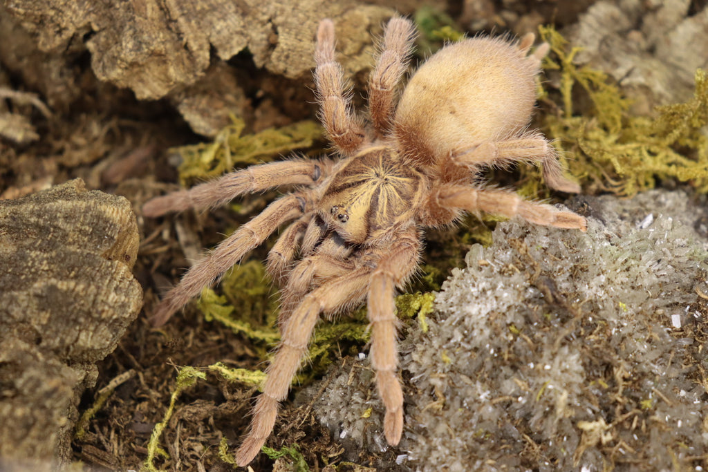 Neoholothele Incei (Trinidad Gold Tarantula)